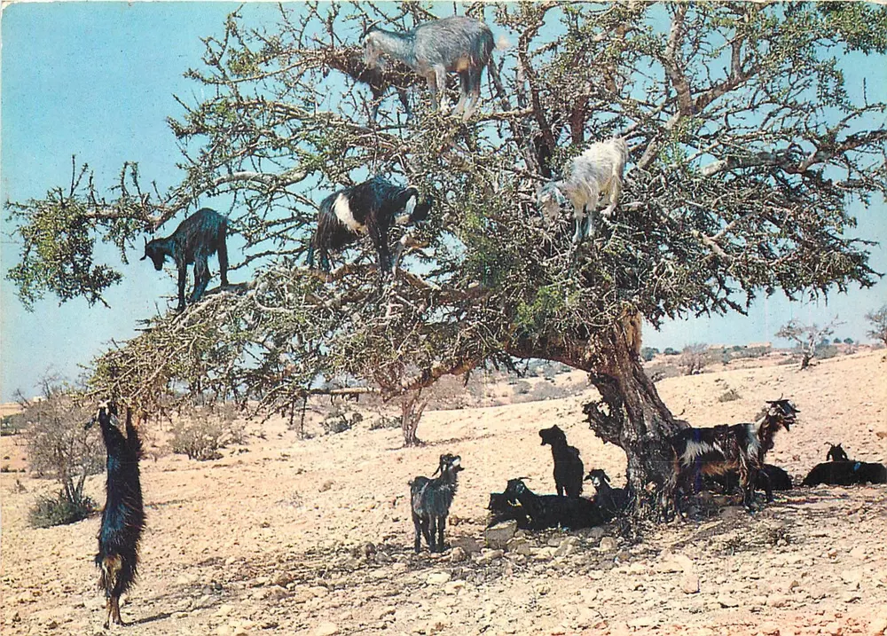 ऊंट पेड़ पर — मोरक्को के प्रतीक — Casa-images, संख्या 150 - आगे
