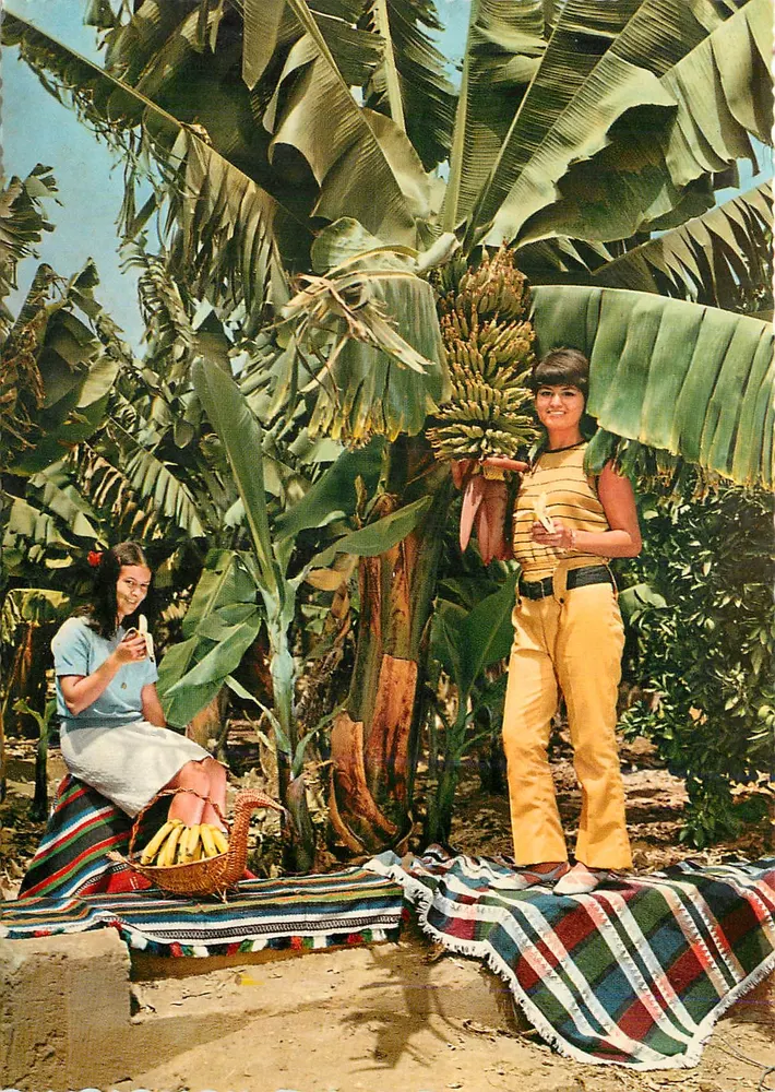 Bananeira - Funchal — Madeira — editor Portugal Turístico, n° 1163/21 - Frente