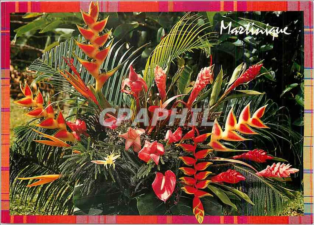 उष्णकटिबंधीय फूल — मार्टिनिका — एडिशन ग्रैंड सूद, श्रृंखला M.6 - आगे