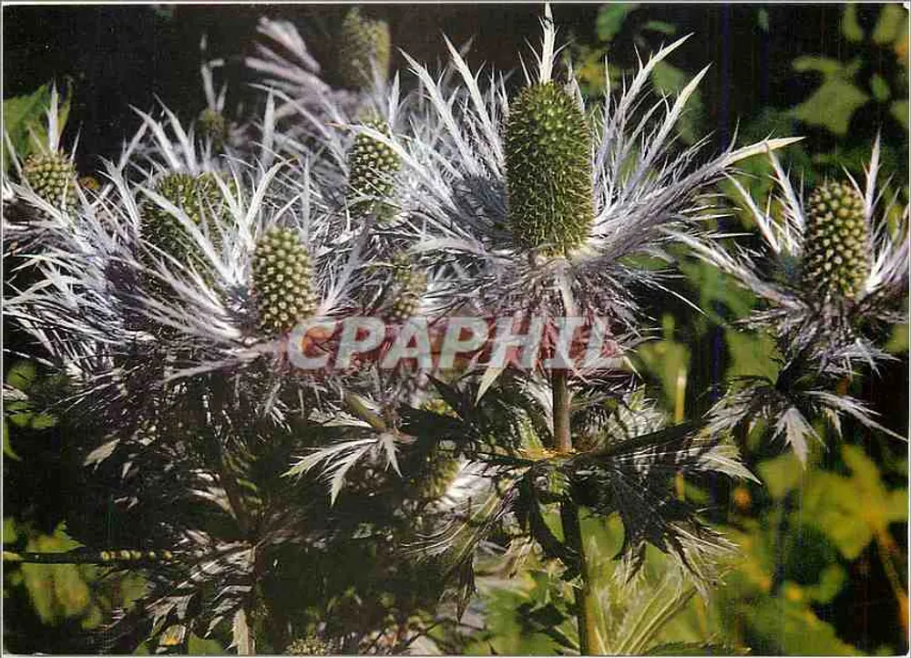 Eryngium alpinum — Erva-de-ouro azul — Druck und Verlag Engadin Press AG, Samedan - Frente