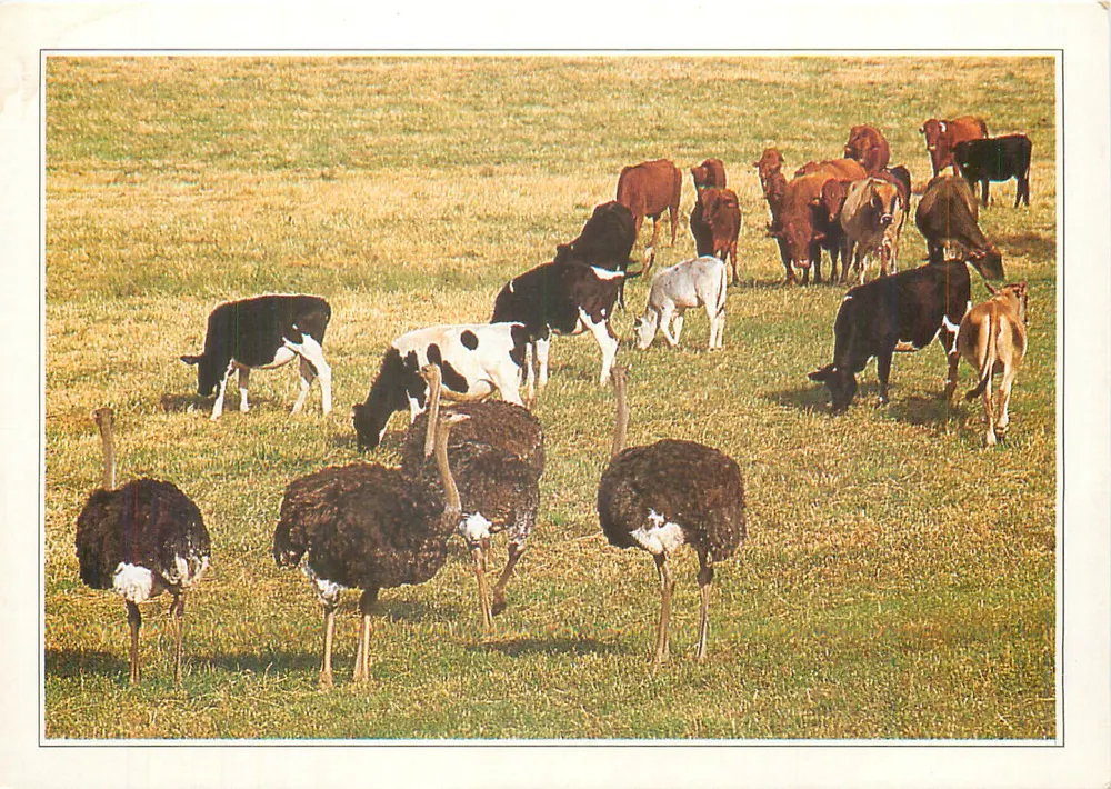 África do Sul. Avestruz — Riversdale. Fazenda de avestruz. — Editor E.A. Pross, XXXVI-P1 - Frente