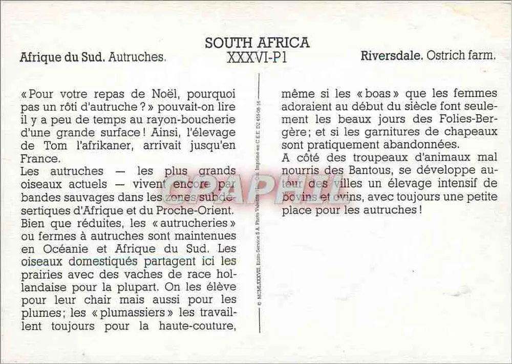 África do Sul. Avestruz — Riversdale. Fazenda de avestruz. — Editor E.A. Pross, XXXVI-P1 - Verso