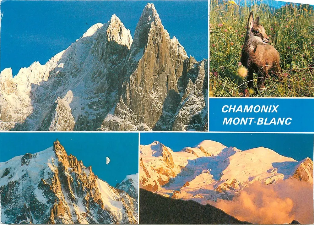 Chamonix Mont-Blanc — paisagem alpina e cabra montês — reprodução - Frente
