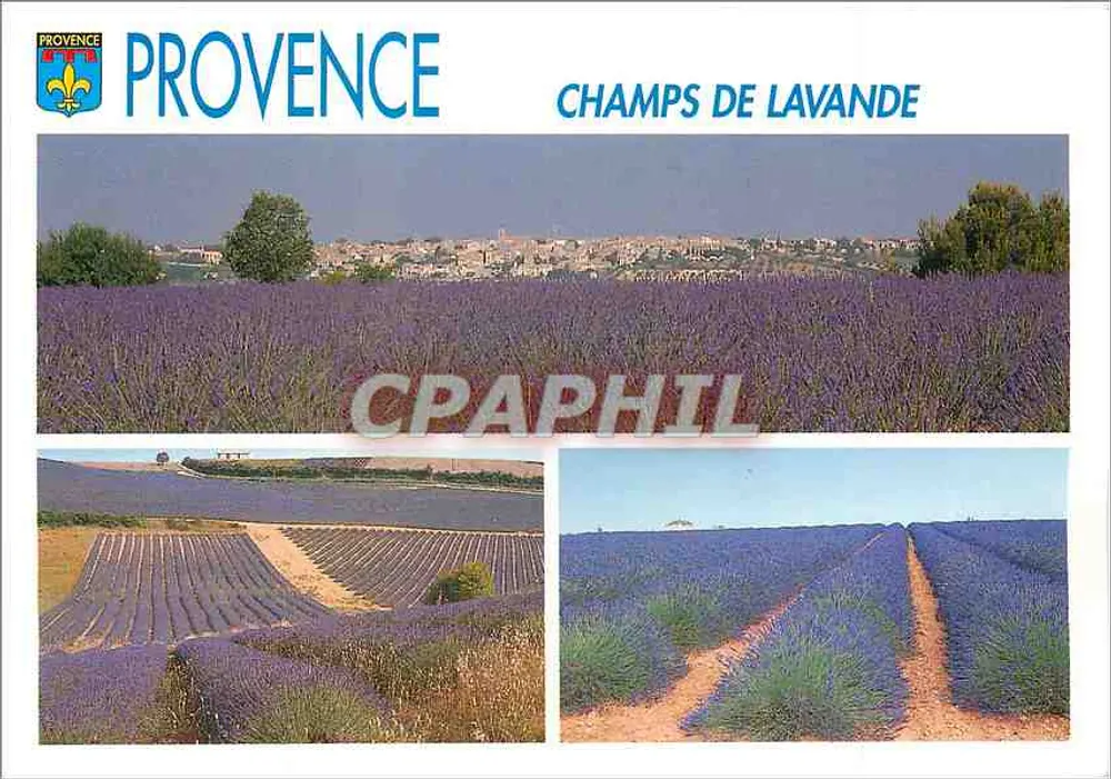 Provence — Campos de lavanda - Frente