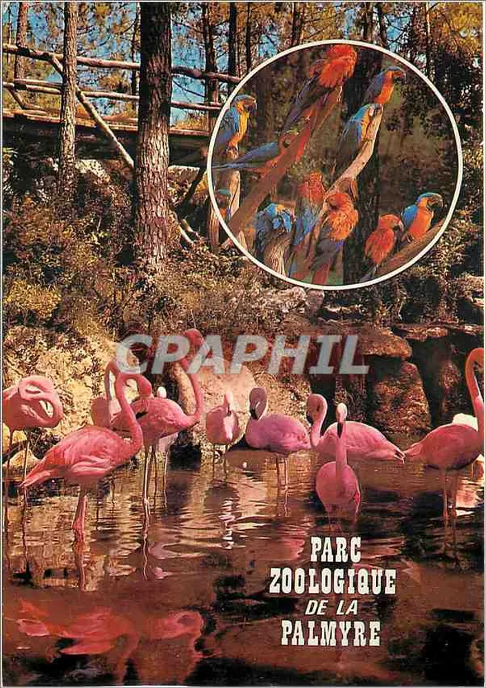 Parque Zoológico de Palmyre — Flamingos y macaws — Editor ART/AUD Fères - Anverso