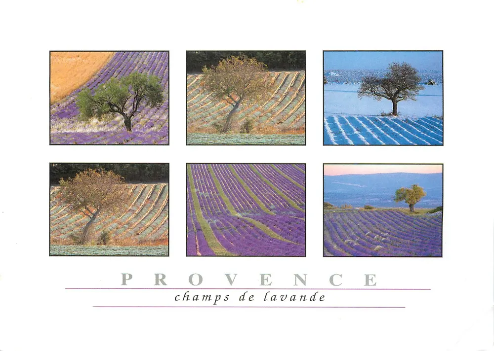 Provence — campos de lavanda — La Provence, fotos Alain Christof - Frente