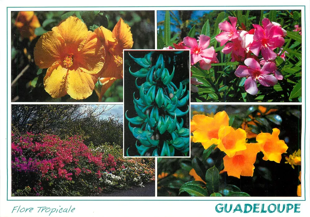 Flora Tropical — Guadalupe — editor Hibiscus, Antilhas Francesas - Frente