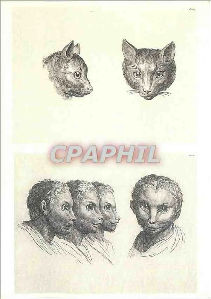 Zwei Katzenköpfe und vier menschliche Köpfe — Kupferstich von André Legrand nach Charles Le Brun — Musée du Louvre - Vorderseite