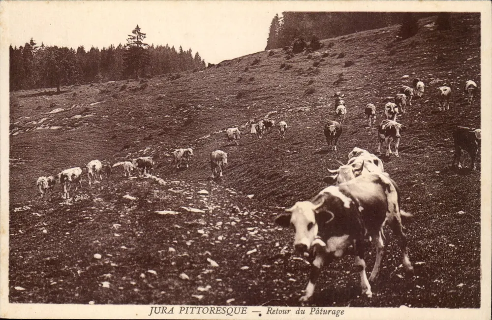 Jura pittoresque — Rückkehr vom Weidegang — Cliché Natter — Dole - Vorderseite