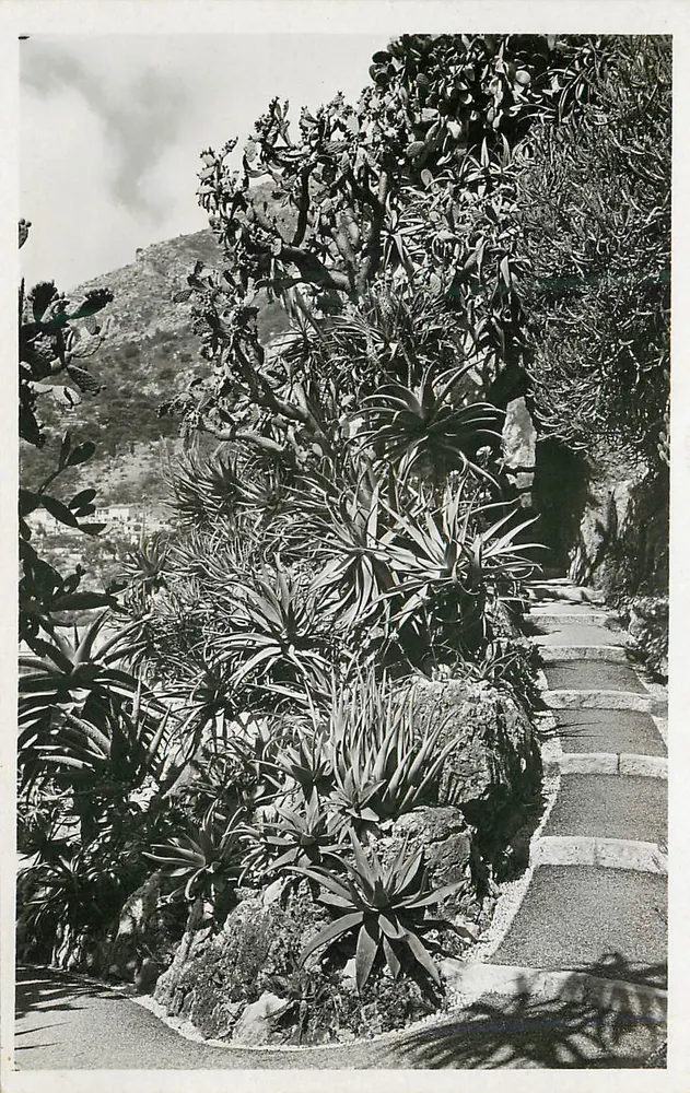 Exotischer Garten von Monaco — ALOÉS verschieden, OPUNTIA TOMENTOSA — Edition Monaco - Vorderseite
