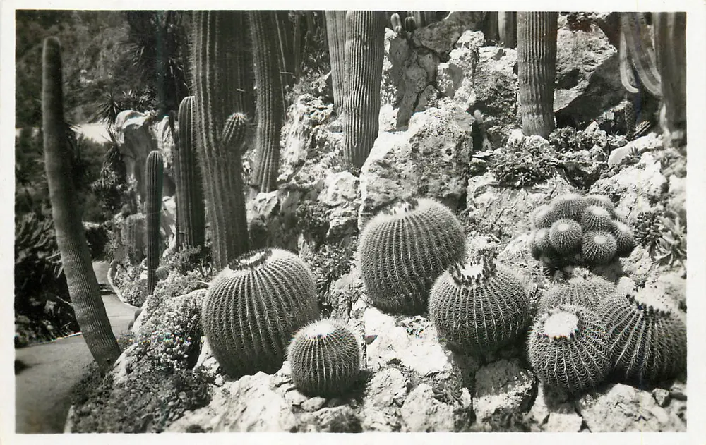 Jardim Exótico de Mônaco — Grupo de Echinocactus Grusonii — Edição « A Cegonha » Nice - Frente