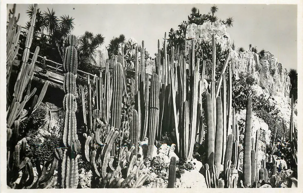 Monaco. De Exotische Tuinen — Cereus divers — Uitgave La Cigogne - Voorkant
