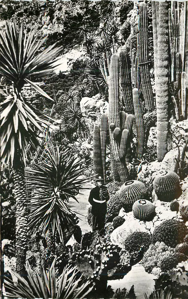 Jardim exótico de Mônaco — Principado de Mônaco. 581 D. Plantas exóticas. — Foto reprodução — Editor: Cad-Son Museu. - Frente