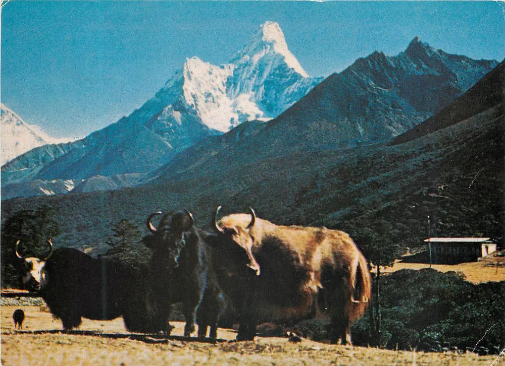 माउंट अमादाब्लम और याक, नेपाल — एडिटर कॉटेज इंडस्ट्रीज एंड हैंडिक्राफ्ट्स एम्पोरियम (एफ) लिमिटेड नंबर 53 - आगे