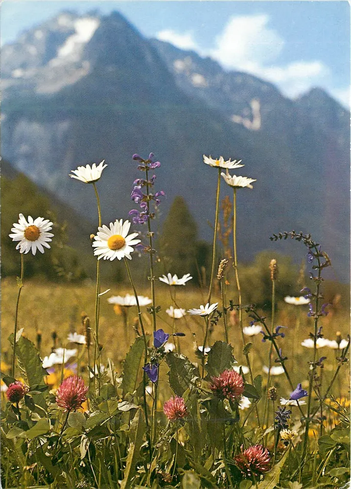 Flores dos campos — montanhas no fundo — Engadin Press AG, n°299 - Frente