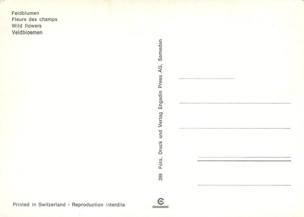 Flores dos campos — montanhas no fundo — Engadin Press AG, n°299 - Verso