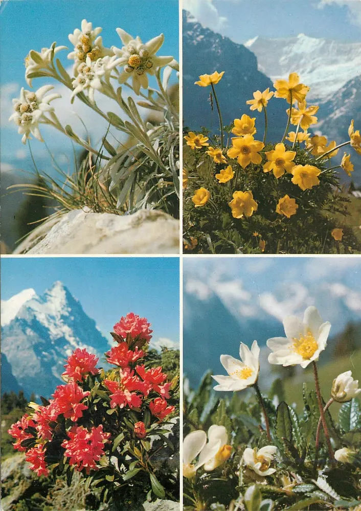 Alpine Blumen — 4 Szenen — In der Schweiz gedruckt, Nr. 7501 - Vorderseite