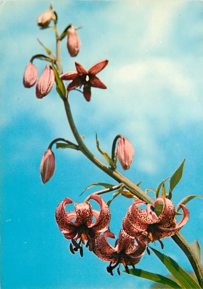Lilium Martagon — kwiaty i pąki — Photoglob-Wehrli SA, Zurych, nr 4 - Awers