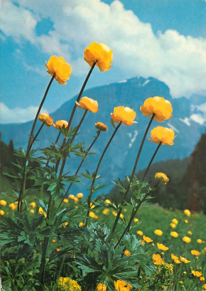 Bouton d'or — Trollblume — edição Deriaz Boulme, n°381/16 - Frente