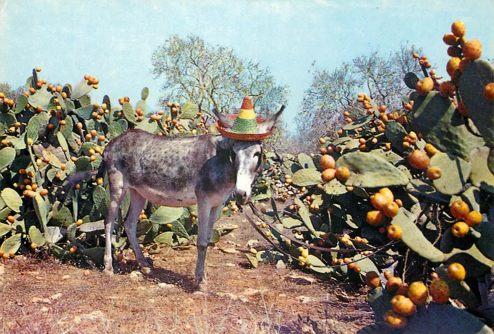 Ásno carregando um sombrero — campo de figueiras-de-india — Fotografía Campaña-Puig-Ferrán, n° 5009 - Frente
