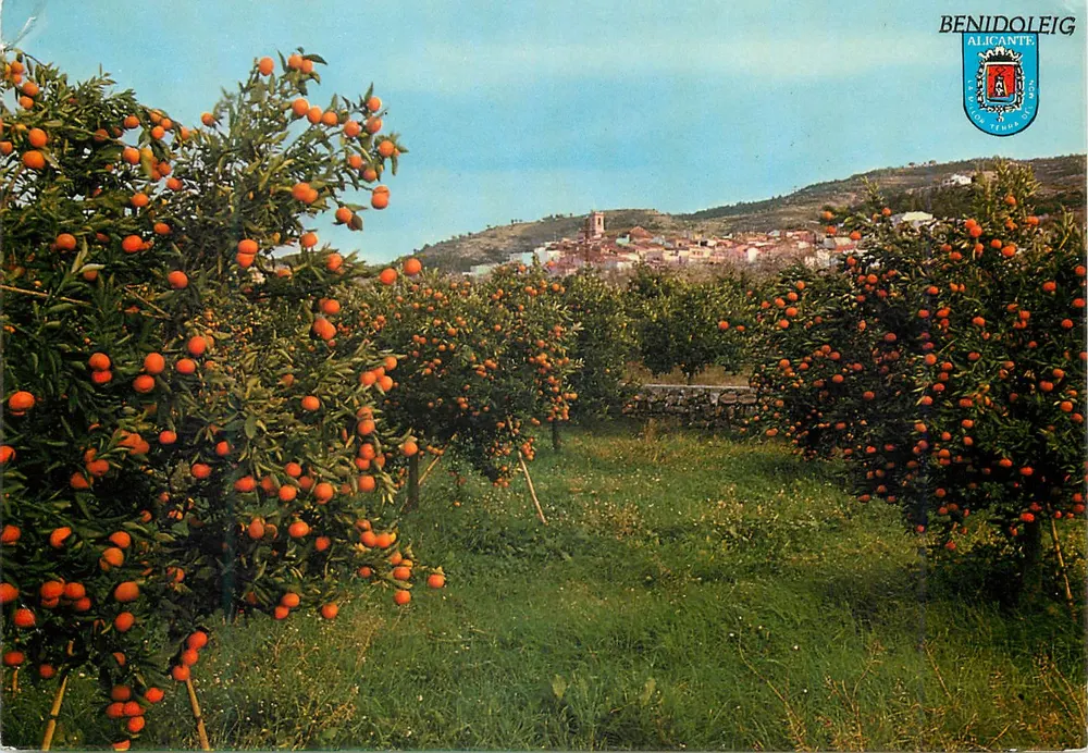 Benidoleig — widok plantacji mandarynki z wsi na tle — wydawca Fotografía Cabrera, nr 3 - Awers