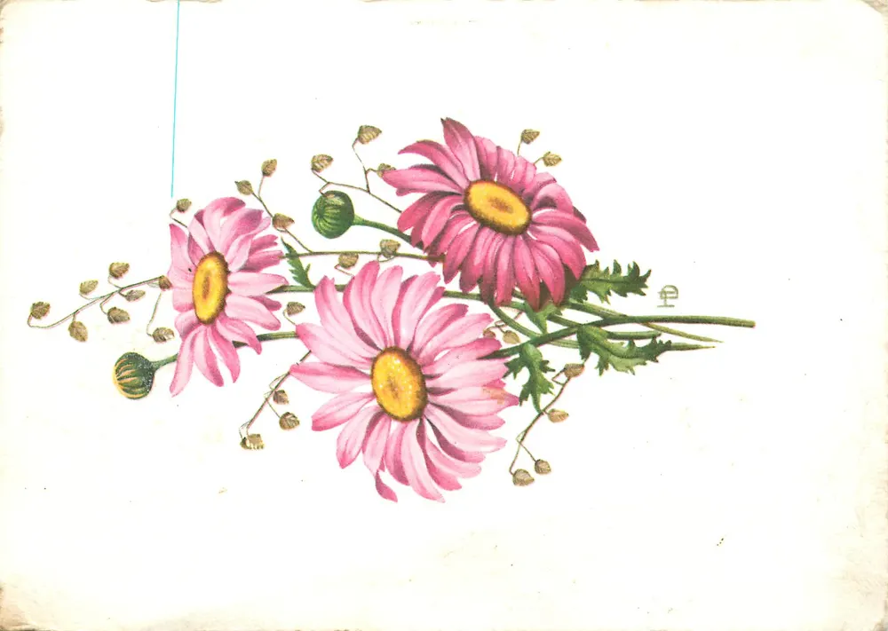 Flores de margaridas rosas — edição Butten-Aquarell, n° 691 - Frente