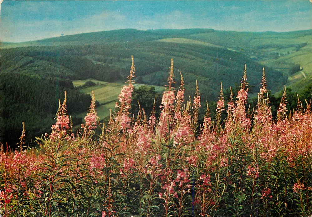 Paisagem das Ardenas — Editor Thill, S.A., Bruxelas, n° 800/3 - Frente