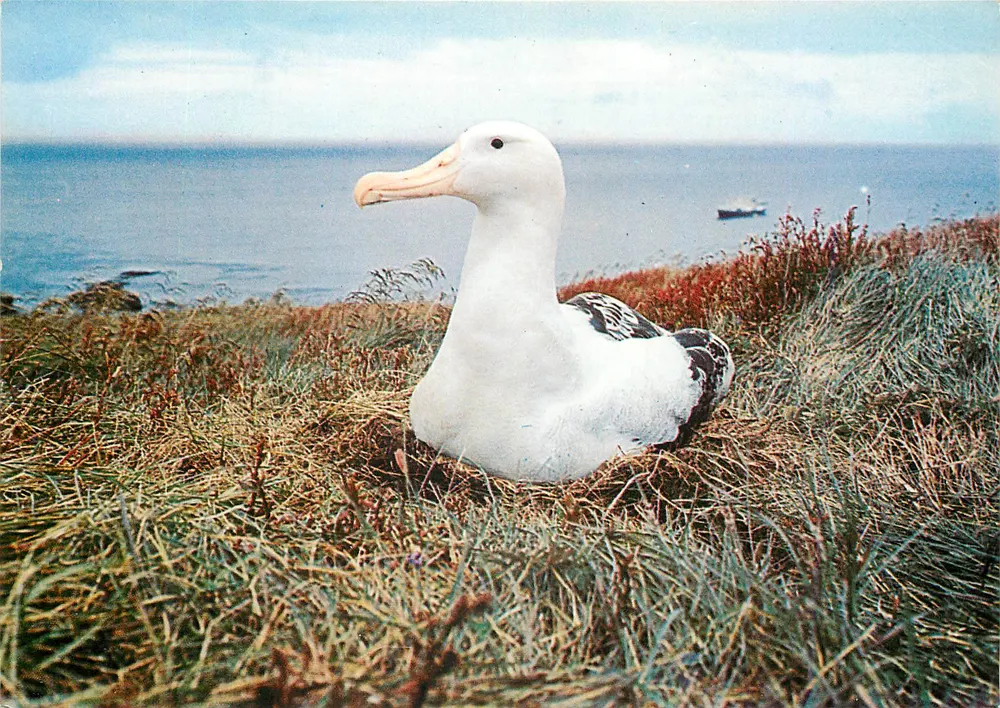 Albatros die eitje legde — Eiland de Possession (Crozet) — Franse fabricatie P. Rolland - Voorkant