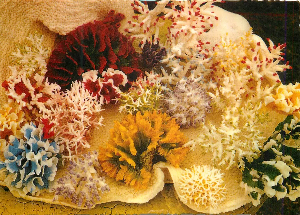 Korallen — Auswahl aus dem Great Barrier Reef, N.Q. — Murray Views, Gympie, Q., Australien, Nr. W361 - Vorderseite