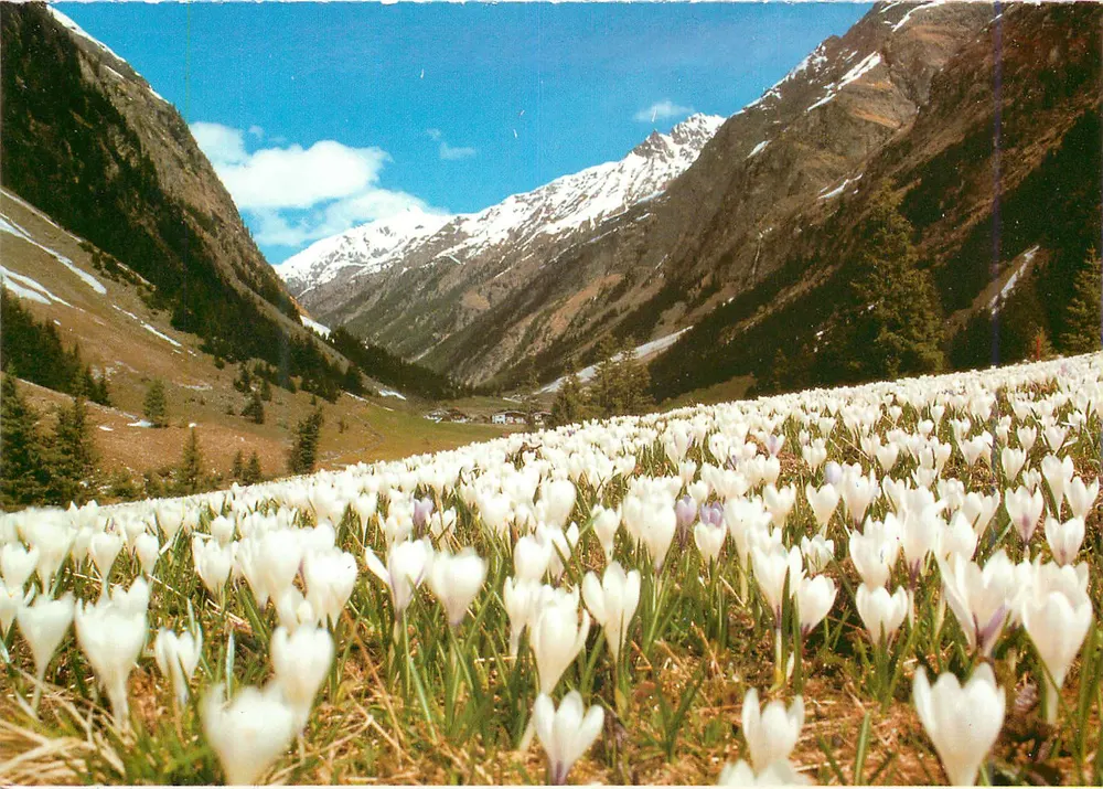 Campo de crocus brancos — vale alpino nevado — editor não visível - Frente