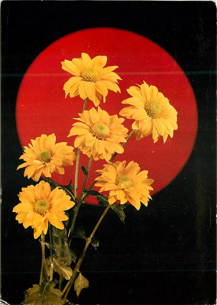 Flores amarelas — sobre fundo vermelho — Garami, série 8207/26 - Frente