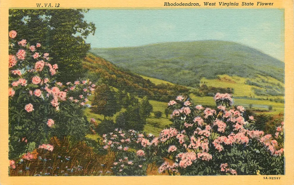 Rhododendron, Flor Estadual da Virgínia Ocidental — W.V.A. 12 — C.T. Art-Coltone, Chicago - Frente