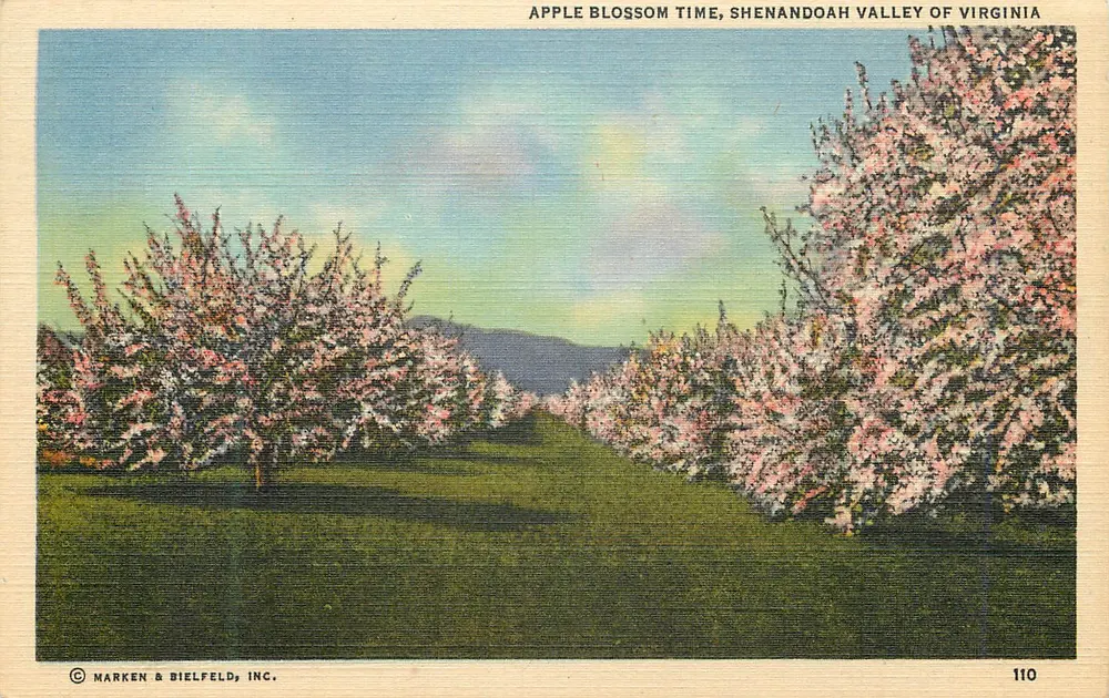 Apfelblütenzeit, Shenandoah Valley von Virginia — Marken & Bielfeld, Inc. n°110 - Vorderseite