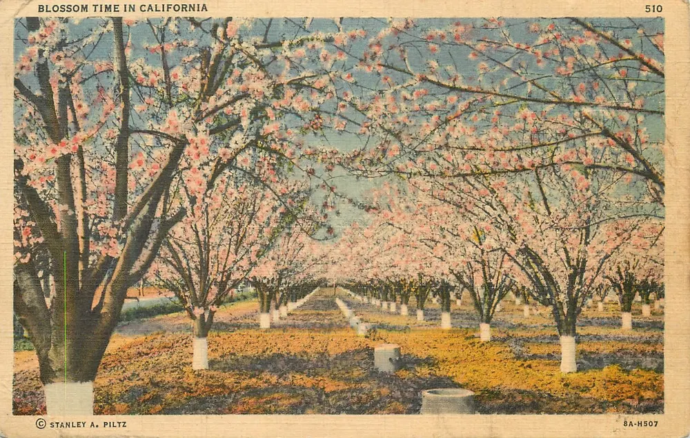 Czas kwitnienia w Kalifornii — Stanley A. Piltz, seria Pictorial Wonderland, nr 510 - Awers