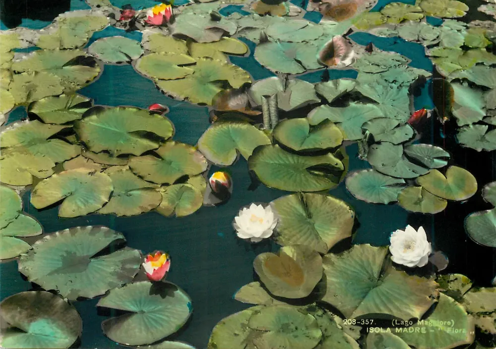 Lago de Maggiore — Ilha Madre — Flores - Frente