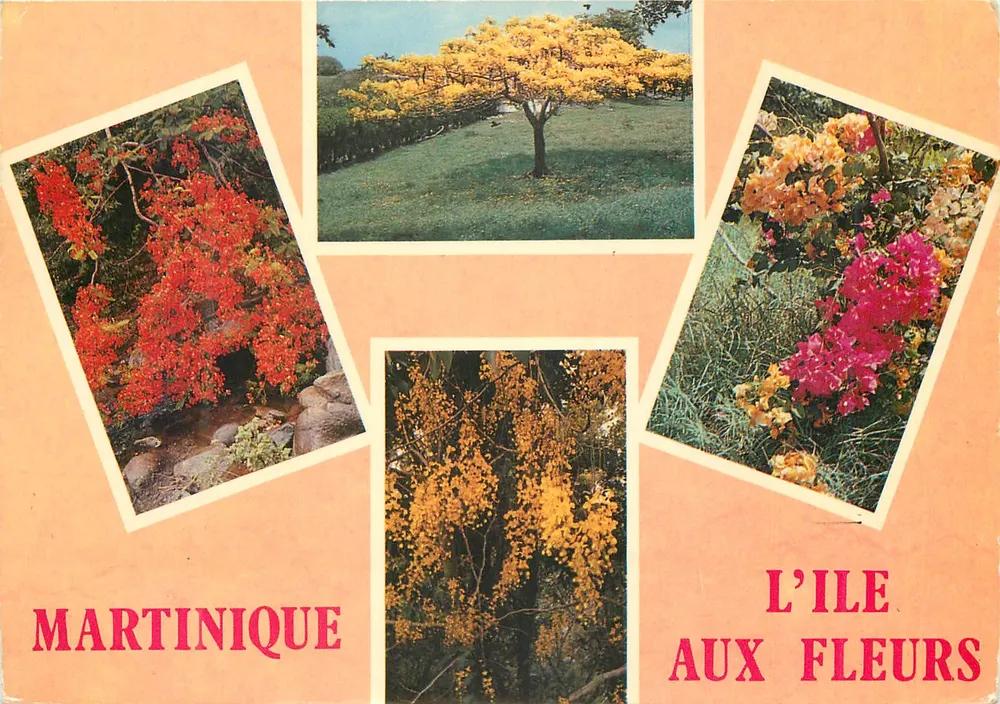 Martinica — A Ilha das Flores — Edições Félix Rosette, n°346 - Frente
