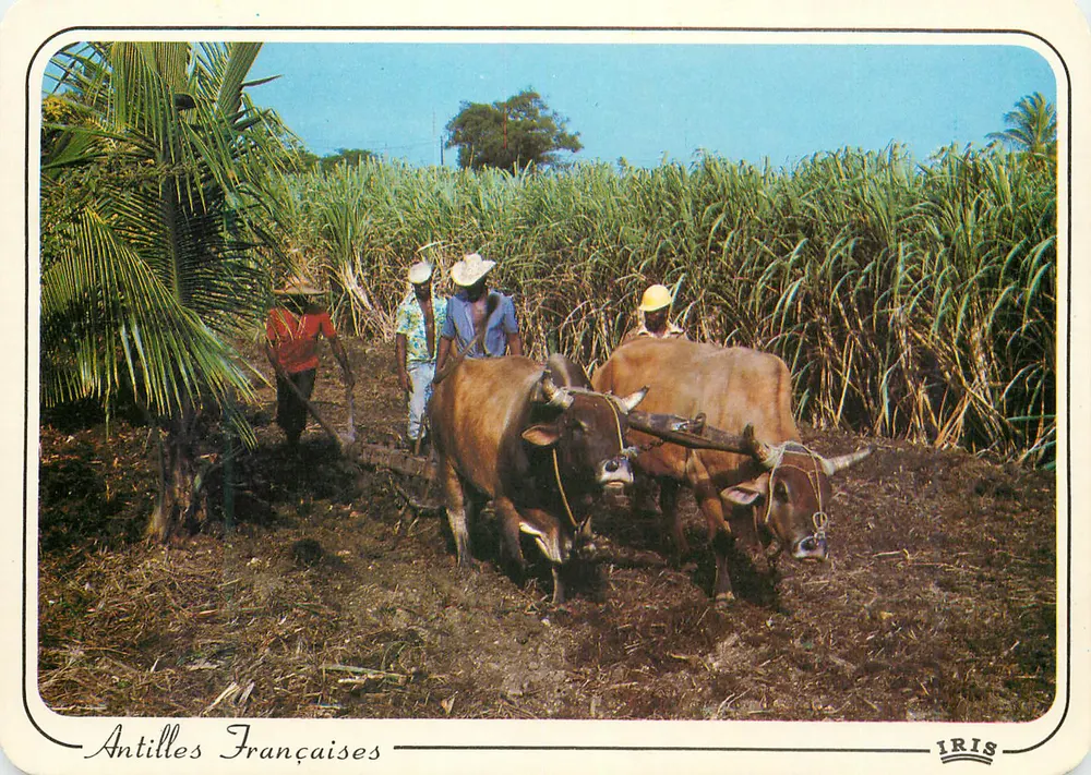 Antilles Françaises — Culture de canne — éditeur IRIS, n° 8557 - Recto