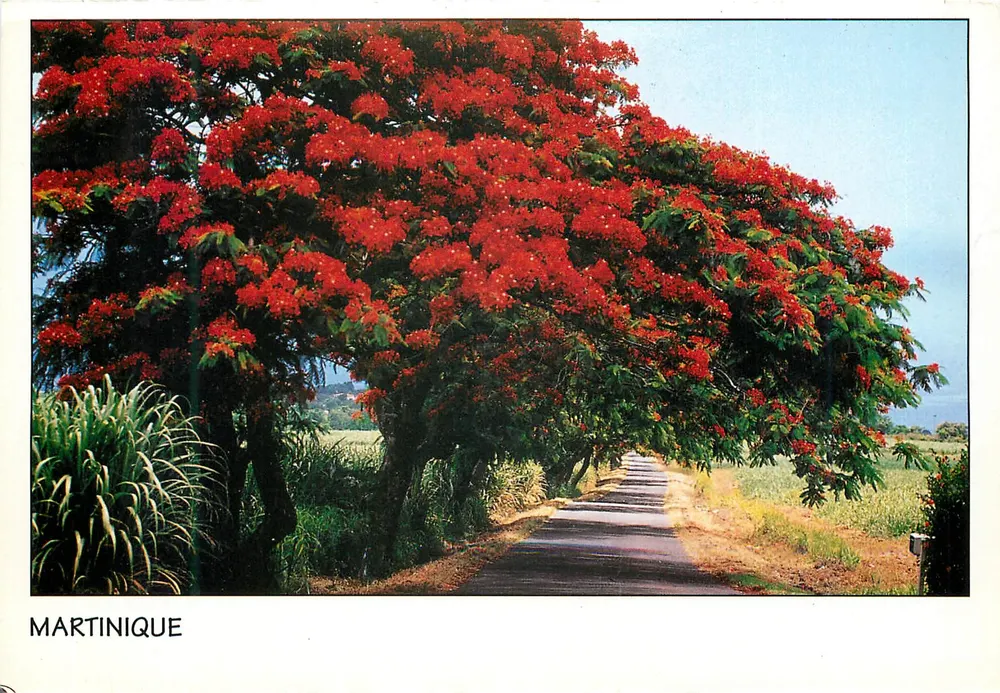 Martinica — Avenida sombreada por flamboyants — Edições Flamboyants, n°349 - Frente