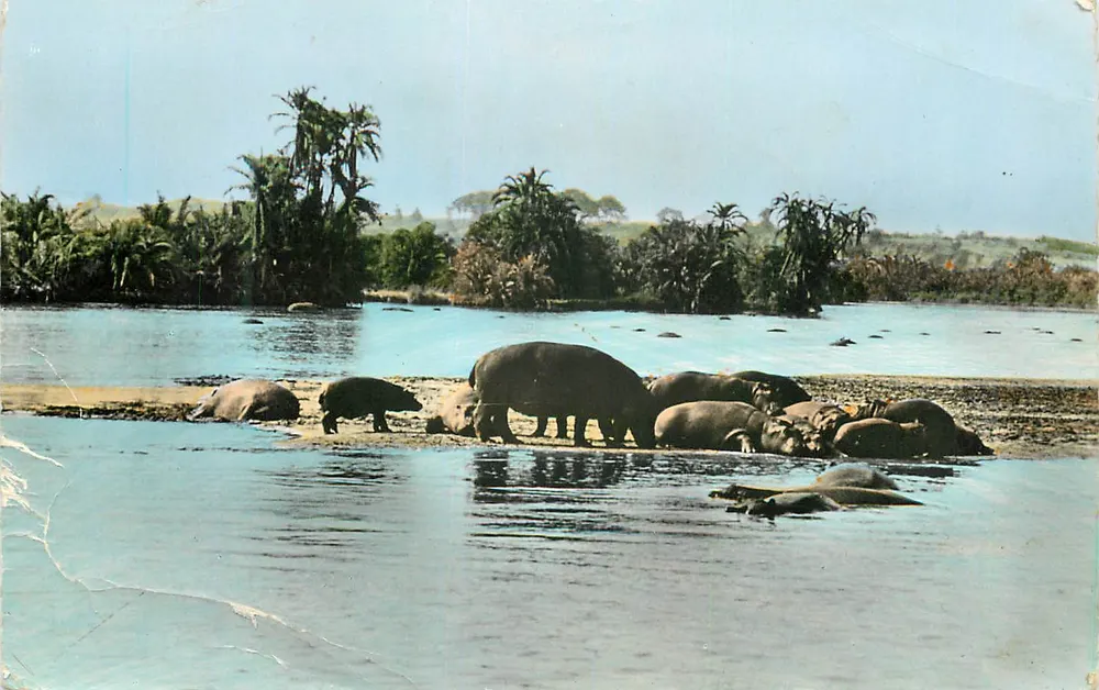 Hippopotames au bain — Afrique Équatoriale Française — série 1101 — Cl. Mohuzier - Recto
