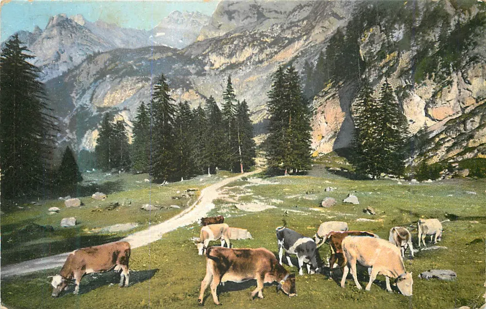 Vacas em um paisagem alpina — Editor R.F.B. No. 9196 - Frente
