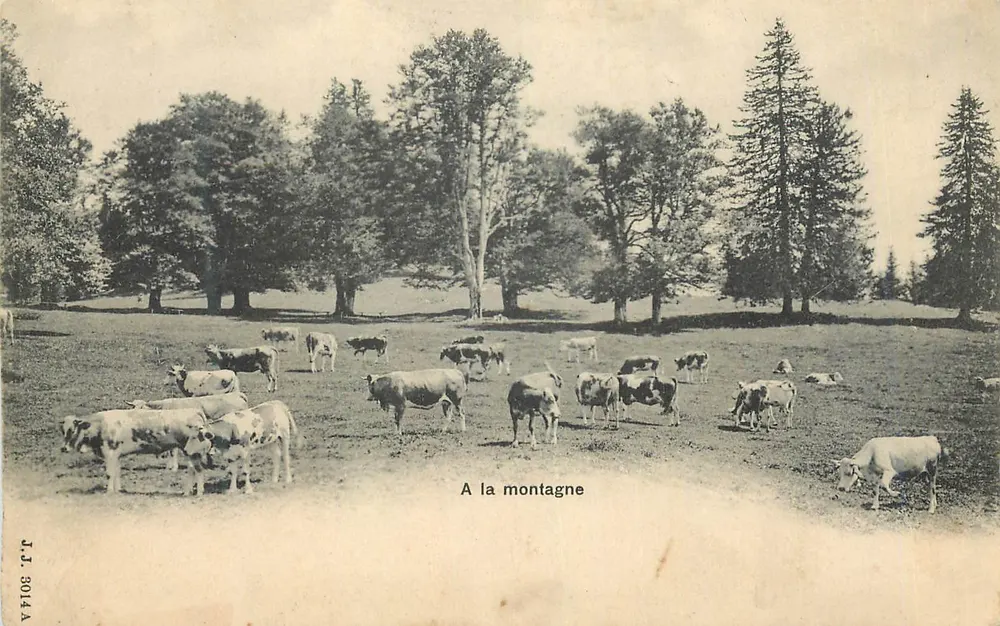Vacas na montanha — Na montanha — J.T. 3014 A - Frente