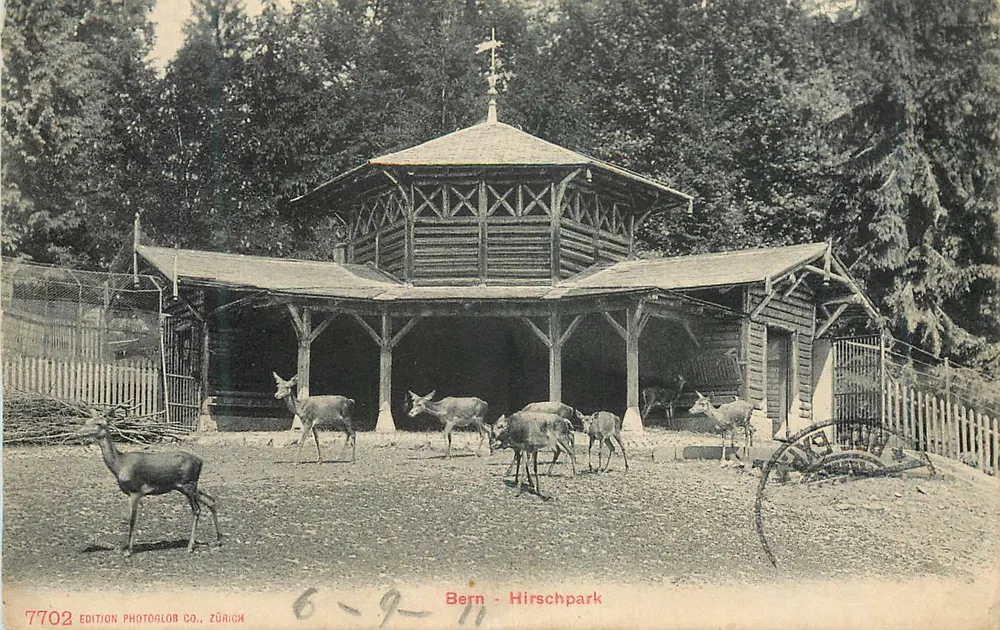 Bern - Hirschpark — editor Edition Photoglob Co., Zürich, n° 7702 - Frente