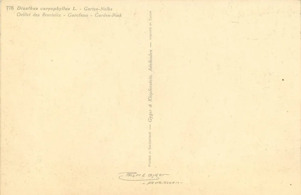 Kwitnie carthame — Dianthus caryophyllus L. — Gyger & Klopfer & Adelboden - Rewers