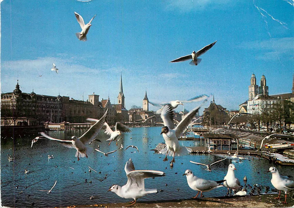 Zürich. Die Möwen auf der Limmat — Verlag Beringer & Pampaluchi AG, Z 5557 - Vorderseite