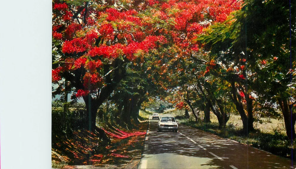 Schattige Straße mit Flammenbäumen — Guadeloupe — Antilles Touristiques Nr. 252 - Vorderseite