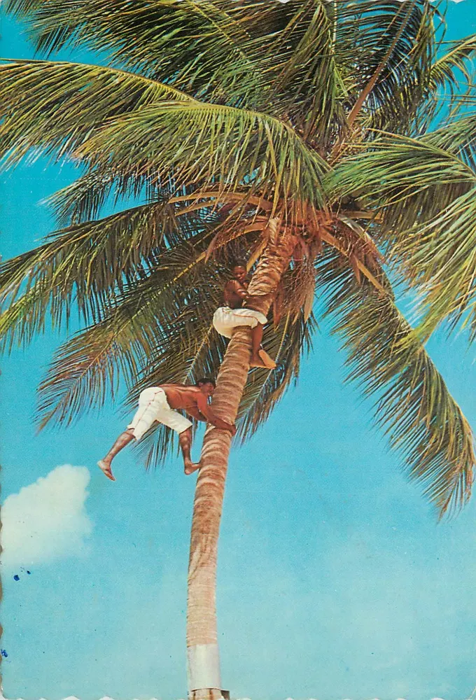 Zwei Männer, die eine Kokospalme besteigen — Tropicana-Ausgabe, Nr. D-59112-B - Vorderseite