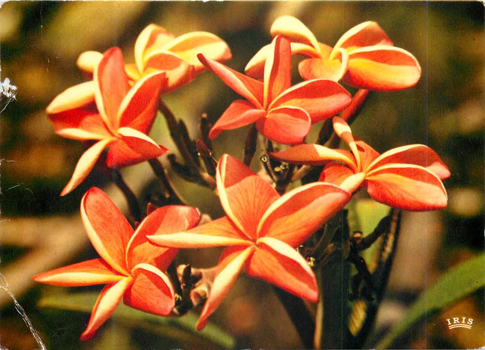 Kwitki Antyli — Frangipani — wydawca IRIS, nr 6706 - Awers