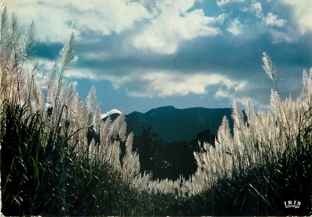 Zuckerrübenfeld in Blüte — Aussicht über die Mornes — IRIS - Vorderseite