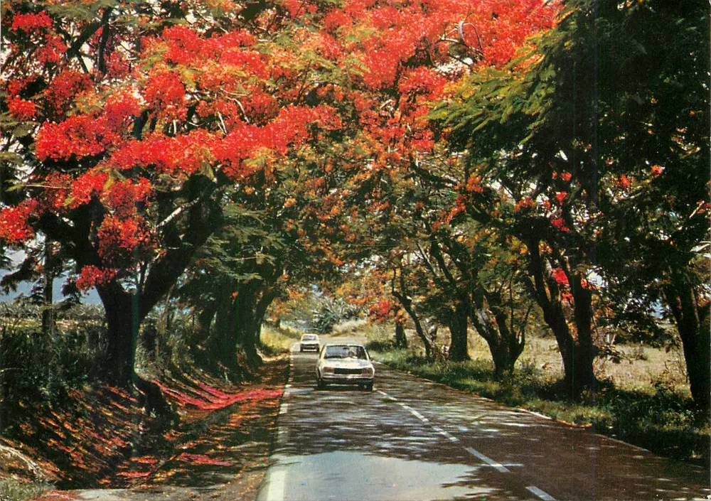 Estrada sombreada de flamboyantes — Série S.052 — Images & Carabes - Frente