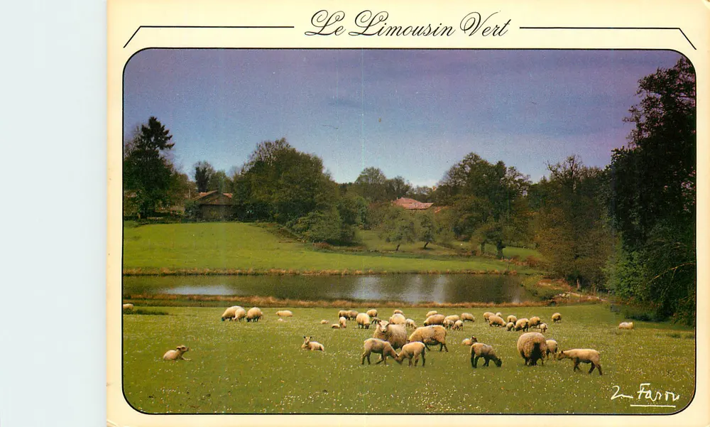 Il Limousin Verde — Paesaggio pastorale con gregge — Foto J. Forestier - Recto